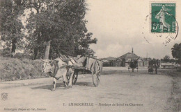 LA ROCHELLE. -   Attelage De Boeufs En Charente - Attelages