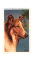 11937 " LASSIE " METRO GOLDWYN MAYER-STAR-PHOTO N° 227 - Autres & Non Classés