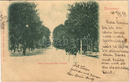 T2 1899 (Vorläufer) Bucuresti, Bucharest, Bukarest; Aleea Principala Din Cismigiu / Park Alley - Non Classificati