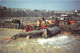 CANCALE   - Un Requin Pelerin Pélerin De 8.70 Pesant 4 Tonnes échoué Dans Les Parcs à Huitres En 1997  -  Les Pompiers - Cancale