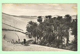 H1529 - ALGERIE - El -Oued - Une Palmeraie - El-Oued