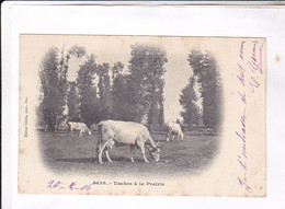 CPA DPT 52 CLEFMONT, VACHES A LA PRAIRIE En 1906! - Clefmont