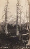 Mt. Rainier Washington, View Of Moutain In Old Forest C1910s Vintage Real Photo Postcard - Andere & Zonder Classificatie
