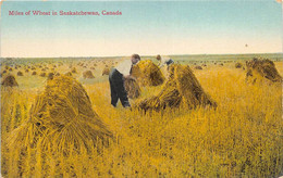 SASKATCHAWAN - MILES OF WHEAT - AGRICULTURE, MOISSON - Andere & Zonder Classificatie