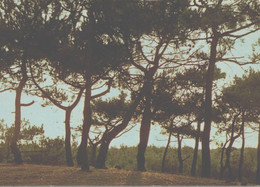 COTE ATLANTIQUE LE LEVER DU JOUR SUR UNE FORET DE PINS - Pays De La Loire