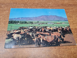 Postcard - Mongolia     (V 35461) - Mongolei