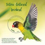 Gambia  2020  Fauna Yellow-collared Lovebird   I202104 - Gambia (1965-...)