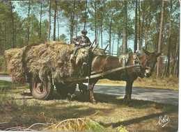 LA LANDE Charrette A Foin Tirée Par Une Mule Landaise - Spannen