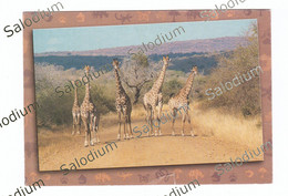 Africa Giraffa - Girafes