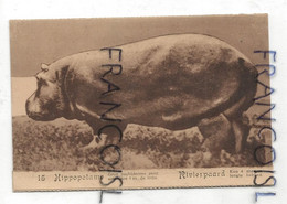 Hippopotame. Rivierpaard - Ippopotami