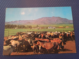 Mongolia. Horse Field In The Mountains. 1970s -    - Old Postcard - Mongolei