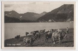 PIORA L'alpe Lago Ritom Bauer Mit Kühen - TI Ticino