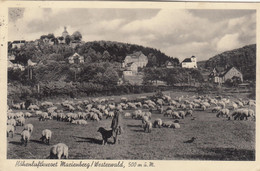 3377)  MARIENBERG - Westerwald - Schäfer Mit Hund Und Schafen - Häuser Im Hintergrund ALT !! 1938 - Bad Marienberg