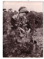 En Touraine Vouvray - Gracieuse Vouvrillonne En Vendange - éd. Les Donjons Tours - Vouvray