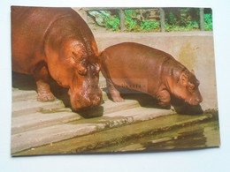 D178254  Hippo  Hippopotamus  Flusspferde - Ippopotami