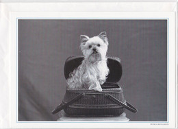 Postogram 061 / 92 - Hondje - P. Reynaerts - Westie - Postogram