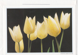 Postogram 080 / 94 - Tulpen - Tulpes - R. Allyn Lee / Fotostock - Postogram