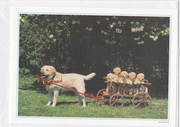 Postogram 086 / 95 - Hondekar - Fotostock - Happy Birthday - Labrador - 5 Little Dogs - Postogram