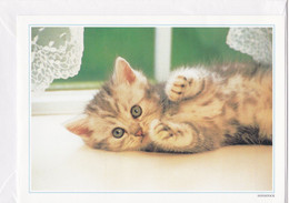 Postogram 087 / 95 - Poes - Fotostock - Kitten - Little Cat - Postogram