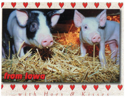 (NN 28) Pigs - Cochons - Schweine