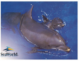 (NN 28) Dauphin - Dolphin (seaworld) - Dauphins