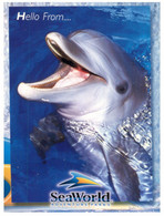 (NN 28) Dauphin - Dolphin (seaworld) - Dauphins