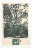 Cp , Arbre , 92 , Forêt De MEUDON , Le CHËNE DE LA VIERGE , Dos Simple , Voyagée - Arbres