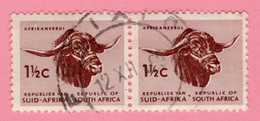 Delcampe - 1967/1970 RSA SUD AFRICA Animali Bufali  Africander Bull - 1½ C Usato - Gebruikt