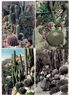 Lot 4 Cpm - Cactus Géant - MONACO Céréus Coussin De Belle-mère Agave SANARY Jardin Exotique Zoo  - Folklore - Cactus