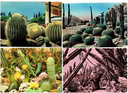 Lot 4 Cpm - Cactus Géant - MONACO Coussin De Belle-mère SANARY Jardin Exotique - Cactusses