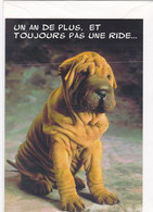 Postogram 108 F / 97 - Un An De Plus, Et Toujours Pas Une Ride ... - Diagenic - Shar Pei Dog - Postogram