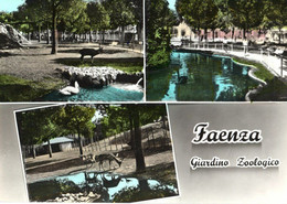 FAENZA - GIARDINO ZOOLOGICO - VG FG - C01541 - Faenza