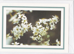 Postogram 124 / 97 - Kersenbloesem - Christine Nyst - Cherrie Blossoms - Postogram