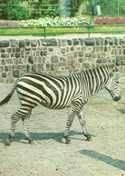 ZEBRA * ANIMAL * ZOO * KAK 0024 712 * Hungary - Zebras