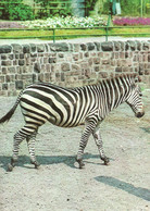 ZEBRA * ANIMAL * ZOO * KAK 0024 731 * Hungary - Zebras