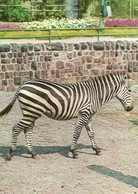 ZEBRA * ANIMAL * ZOO * KAK 0024 751 * Hungary - Zebras