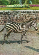 ZEBRA * ANIMAL * ZOO * KAK 0024 762 * Hungary - Zebras