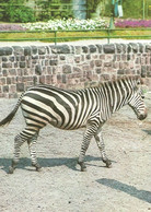 ZEBRA * ANIMAL * ZOO * KAK 0024 782 * Hungary - Zebras