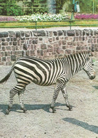 ZEBRA * ANIMAL * ZOO * KAK 0024 792 * Hungary - Zebras