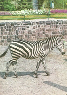 ZEBRA * ANIMAL * ZOO * KAK 0024 802 * Hungary - Zebras