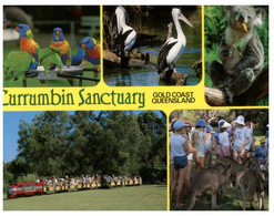 (NN 32) Australia - QLD - Birds / Mini Train / Koala - Kangaroo - Currumbin Sanctuary - Gold Coast