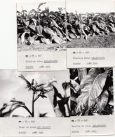 Les Essarts 85 - Cultures Tabac Blé Ray-Grass Haricots - Lot De 8 Photographies - 1965-1966 - Les Essarts