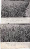 Saint-Gervais-les-Trois-Clochers 86 - Agriculture Champ De Blé Coïc - Propriété M. Raiffe - Lot De 3 Photographies 1954 - Saint Gervais Les Trois Clochers