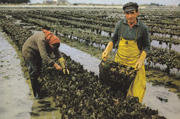 Delcampe - OSTREICULTURE - Parcs à Huîtres - Ostréiculteurs Récoltant Les Huîtres à Maturité - Fischerei