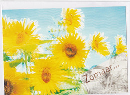 Postogram 194 N - Zomaar ... Sunflowers - Zonnebloemen - Postogram