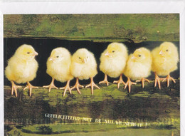 Postogram 197 N   - Gefeliciteerd Met De Nieuwe Spruit ! Kuikentjes - Little Chickens - Postogram