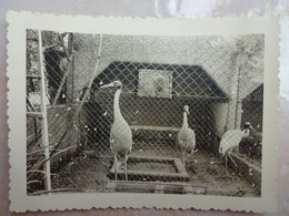 Photo Ancienne 1957 ALGER ALGERIE Jardin D'essai ZOO Oiseaux - Afrika