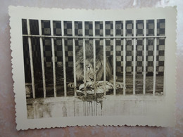 Photo Ancienne 1957 ALGER ALGERIE Jardin D'essai ZOO Lion En Train De Manger - Afrika