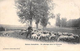 Divers          16       Scène Champêtre. Un Pâturage Dans La Charente  . Moutons .    (voir Scan) - Sonstige & Ohne Zuordnung