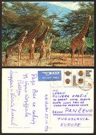 Africa Animals Giraffe Nice Stamp   #33054 - Girafes